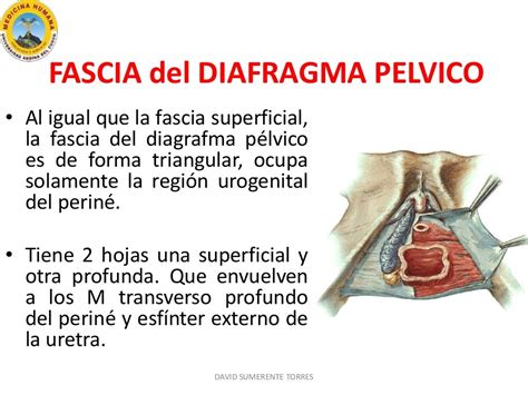 Región perineal: Anatomía, definición, diagramas